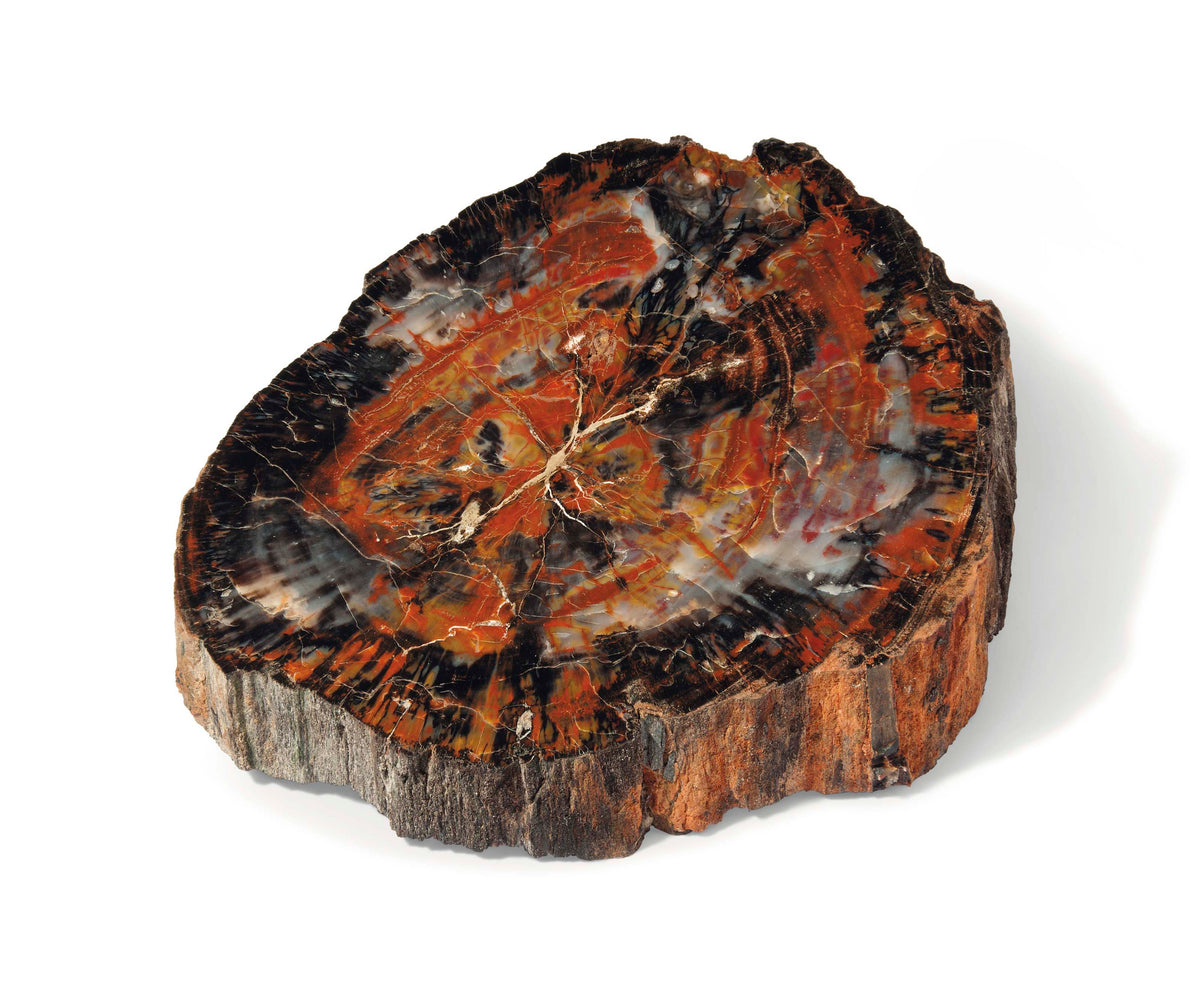 Petrified Wood Gemstone Uses & Crystal Healing Properties